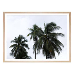 Breezy Palms