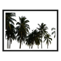 Coconut Palm