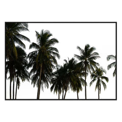 Coconut Palm