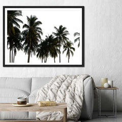 Coconut Palm