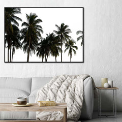 Coconut Palm