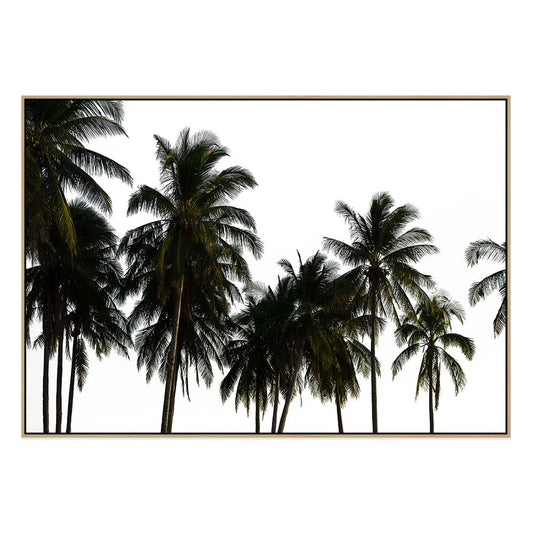 Coconut Palm