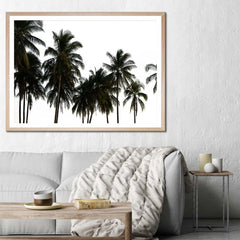 Coconut Palm