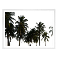 Coconut Palm