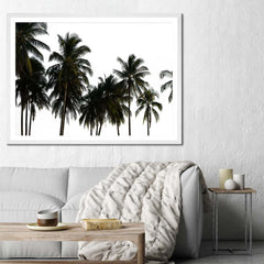 Coconut Palm