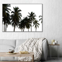 Coconut Palm